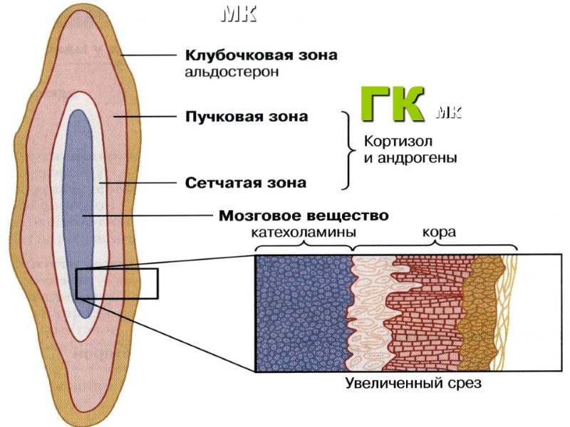 МК ГК МК